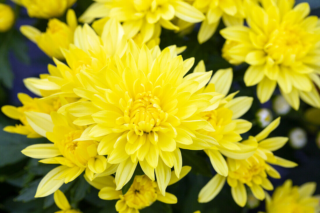 Chrysanthemum multiflora 'Banga Yellow'