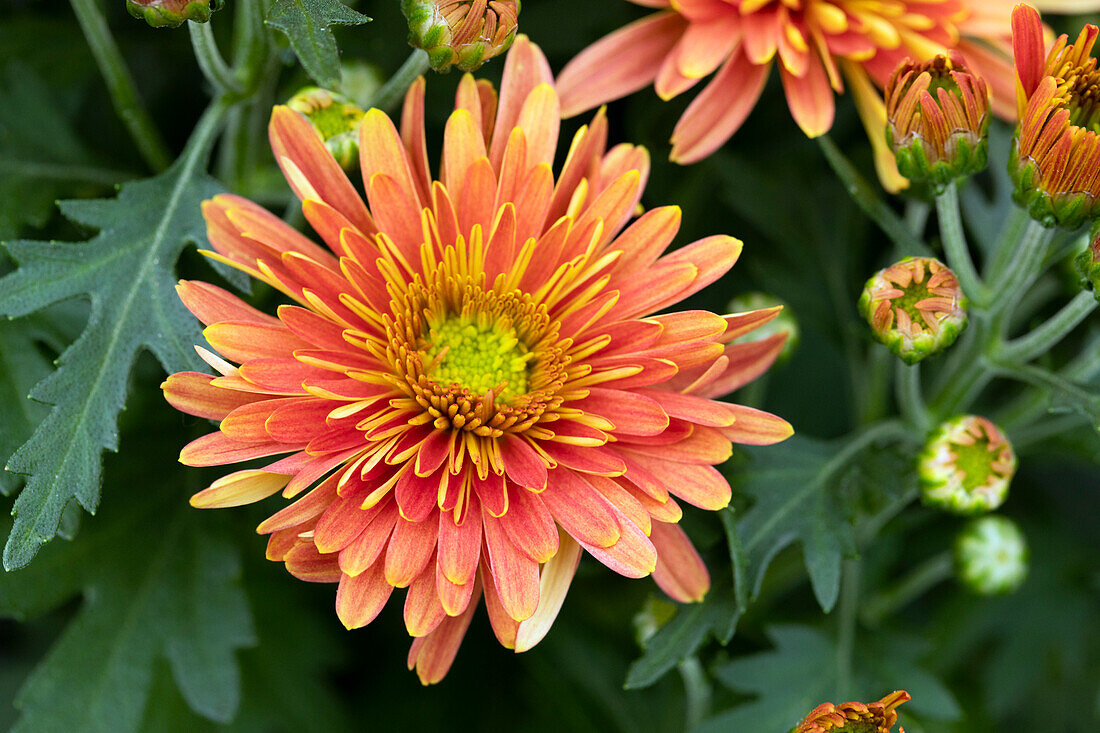 Chrysanthemum 'Bronze