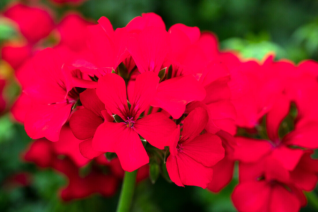 Pelargonium interspecific Marcada® Magenta