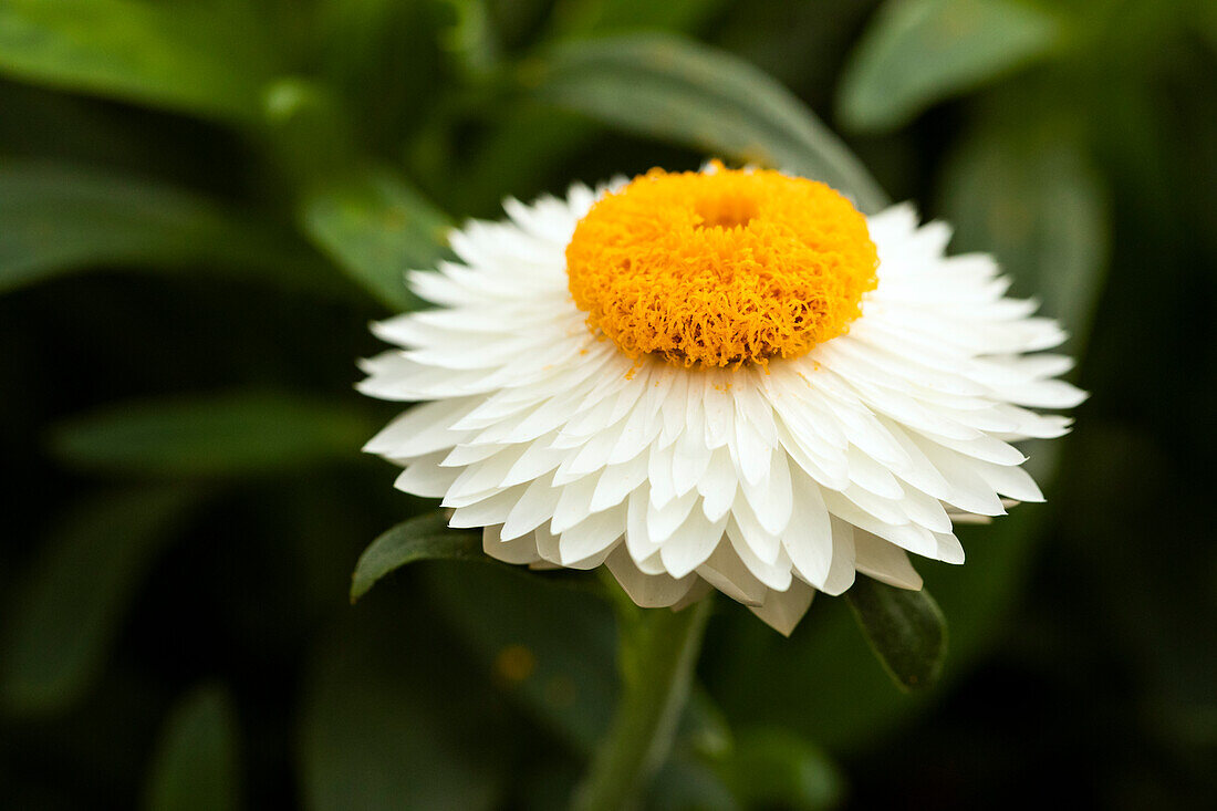 Helichrysum bracteatum 'Mohave® White'19'.