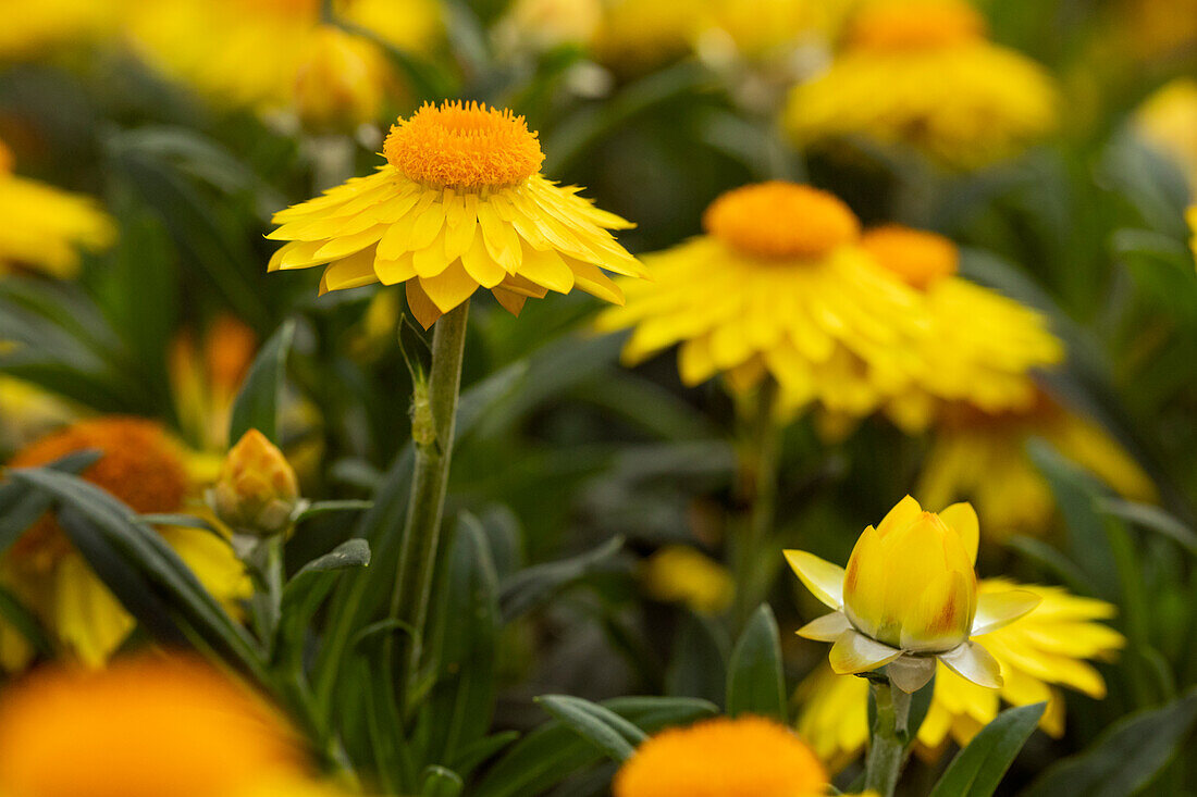 Helichrysum bracteatum Mohave® Yellow