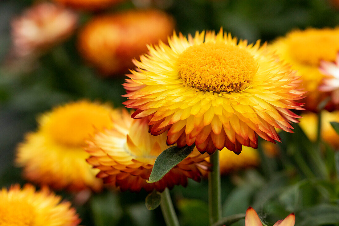 Helichrysum bracteatum Mohave® Apricot