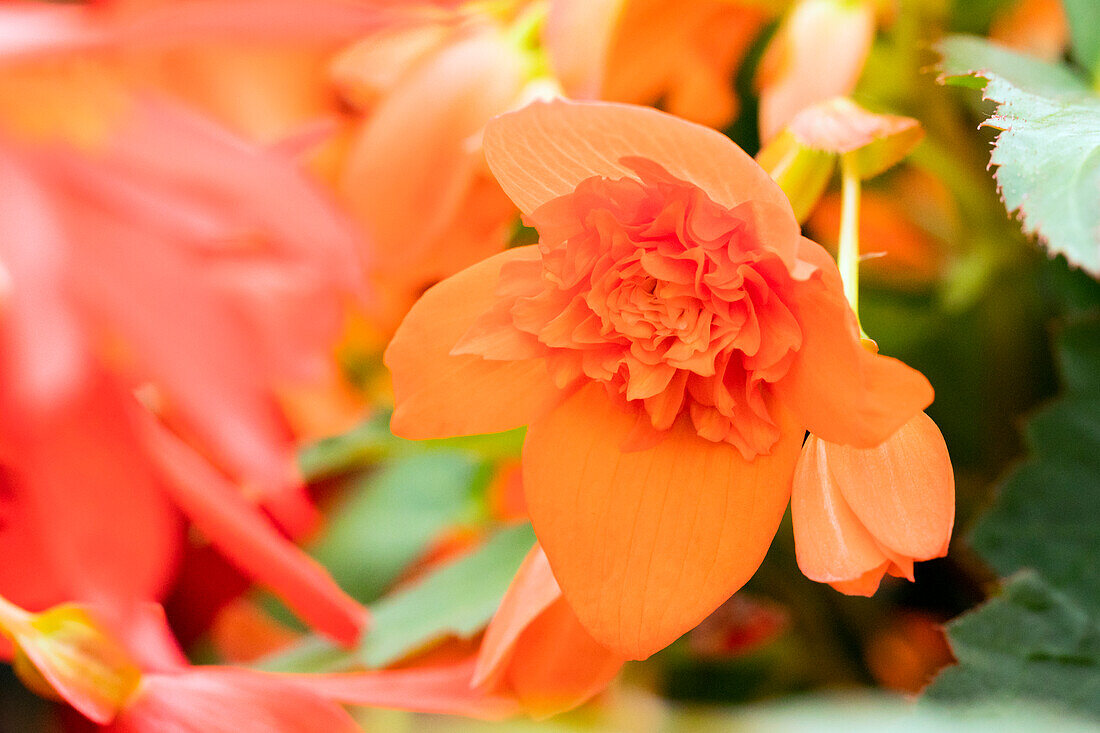 Begonia boliviensis 'Mistral® Double Orange'