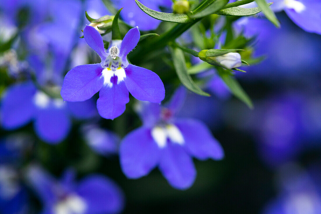 Lobelia erinus 'Curaçao® Midnight Blue'