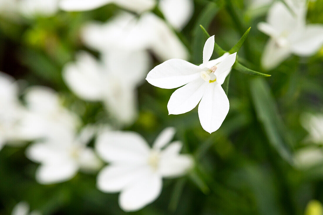 Lobelia erinus 'Curaçao® Minibasket White'