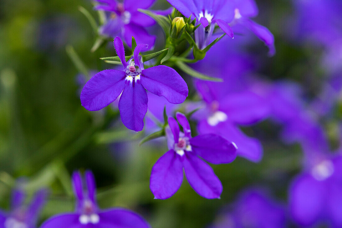 Lobelia erinus 'Curaçao® Basket Dark Blue ´12'