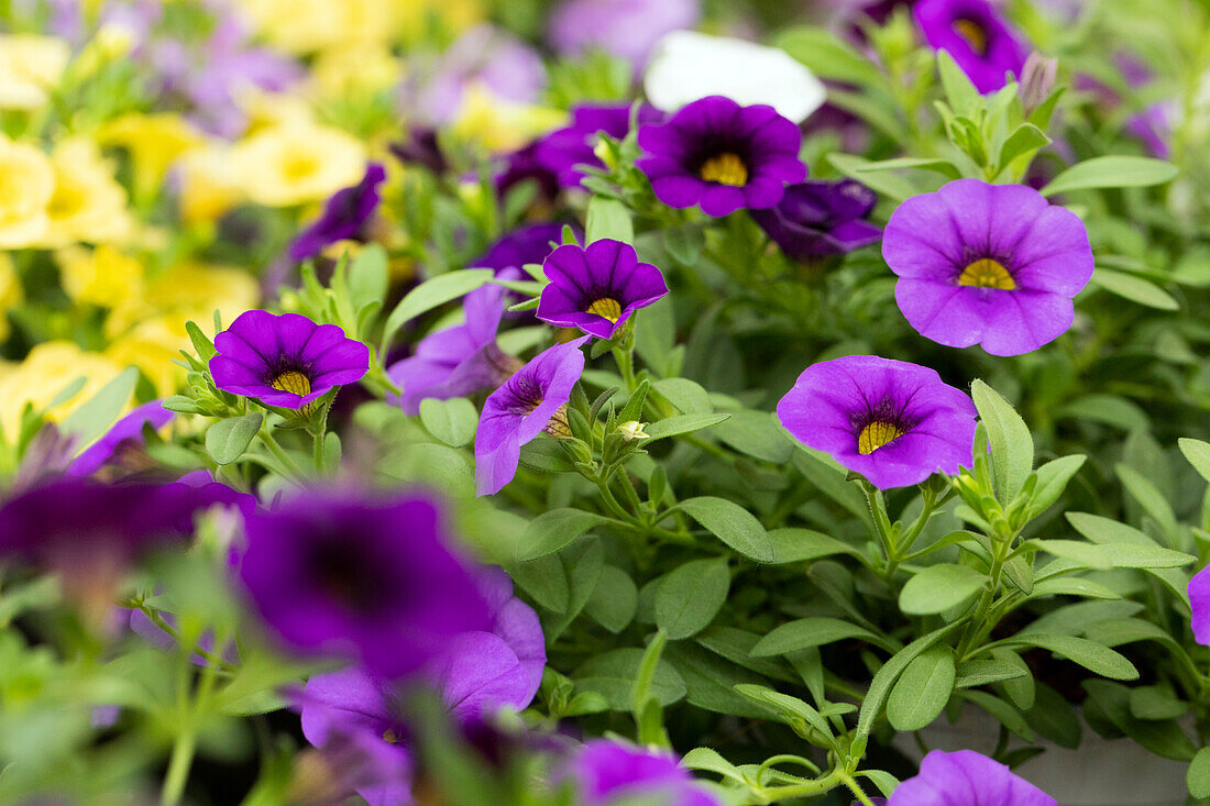 Calibrachoa Trixi® Shades of Blue