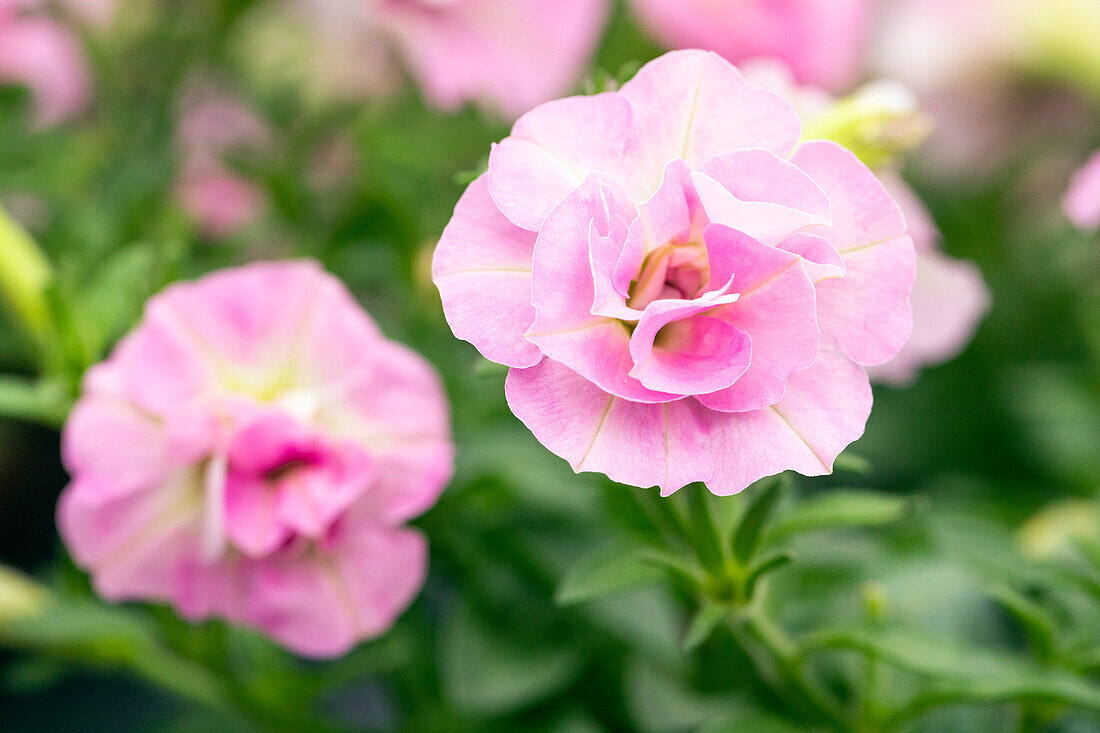 Petunia SweetSunshine® Light Pink