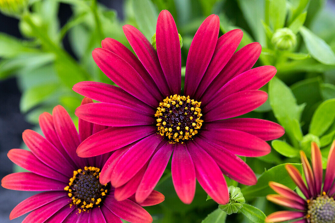 Osteospermum ecklonis FlowerPower® 'Red'16'