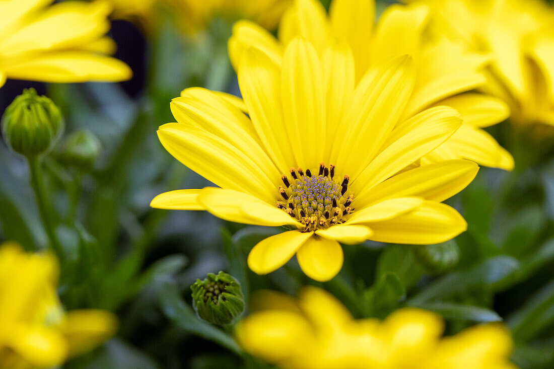 Osteospermum ecklonis 'Compact FlowerPower® Yellow ´19'