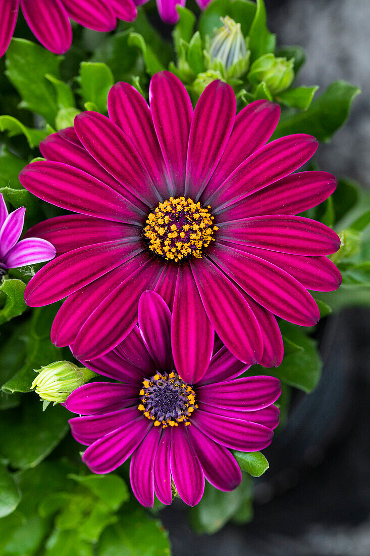 Osteospermum ecklonis 'Compact FlowerPower® Dark Purple'