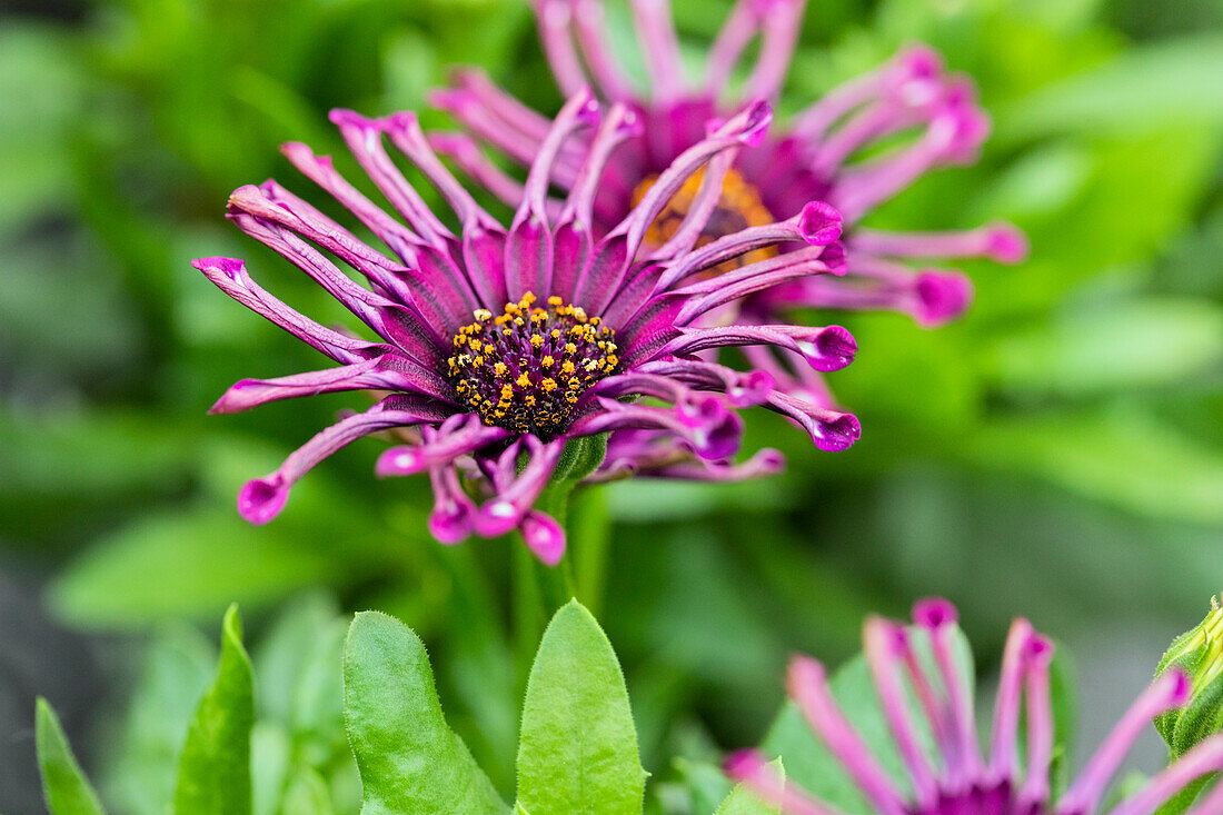 Osteospermum ecklonis FlowerPower® 'Spider Purple'