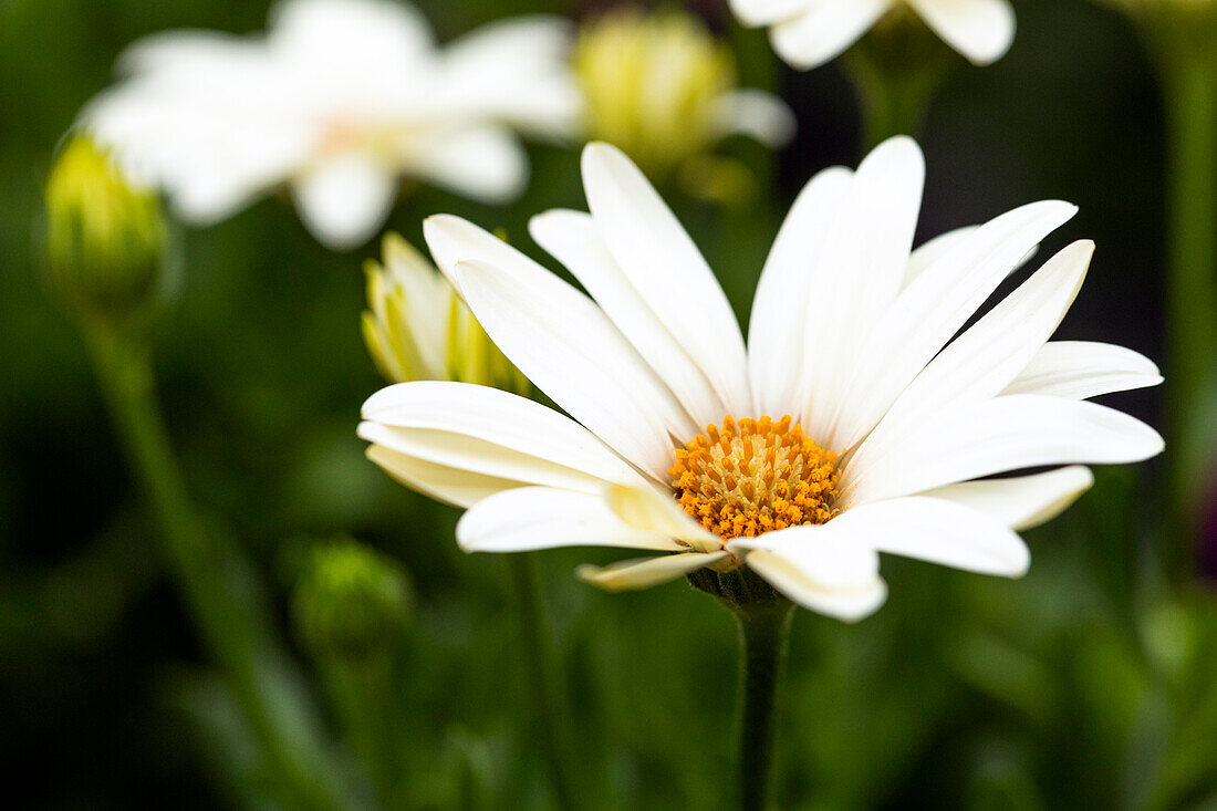 Osteospermum ecklonis 'SummerHero® Ivory'