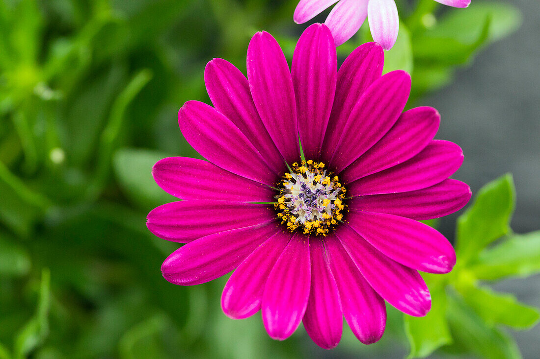 Osteospermum ecklonis Plaisir® Purple