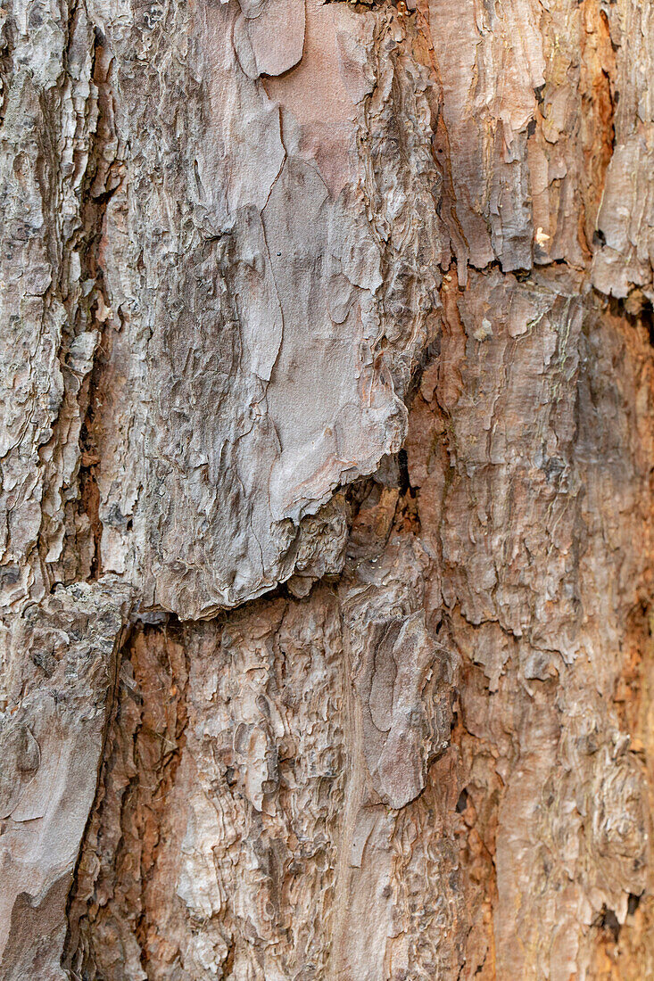 Tree bark