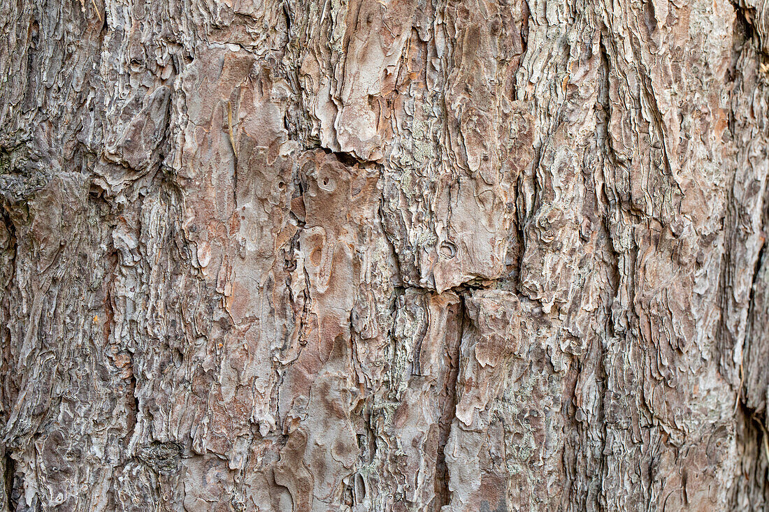 Tree bark