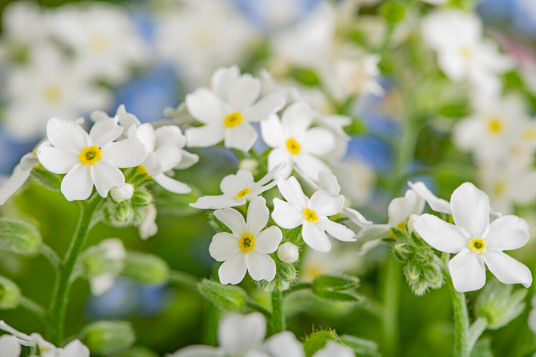 Myosotis sylvatica, white