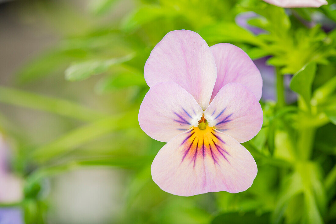 Viola cornuta, pink