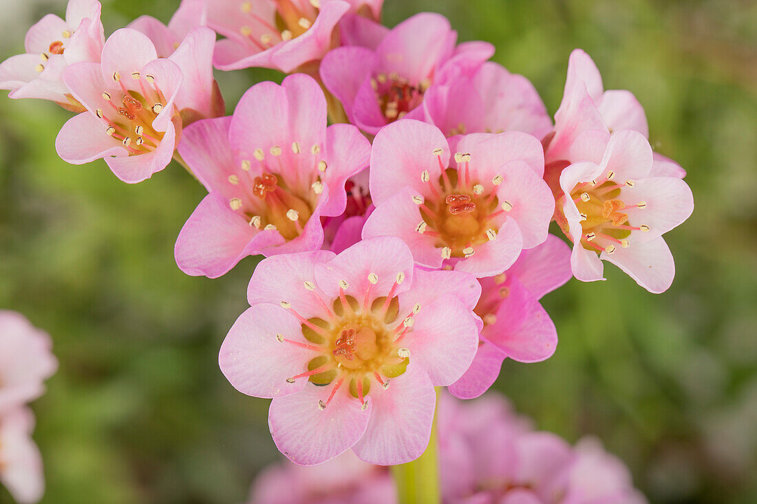 Bergenia cordifolia, pink