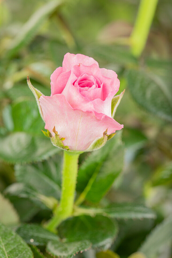 Miniature rose