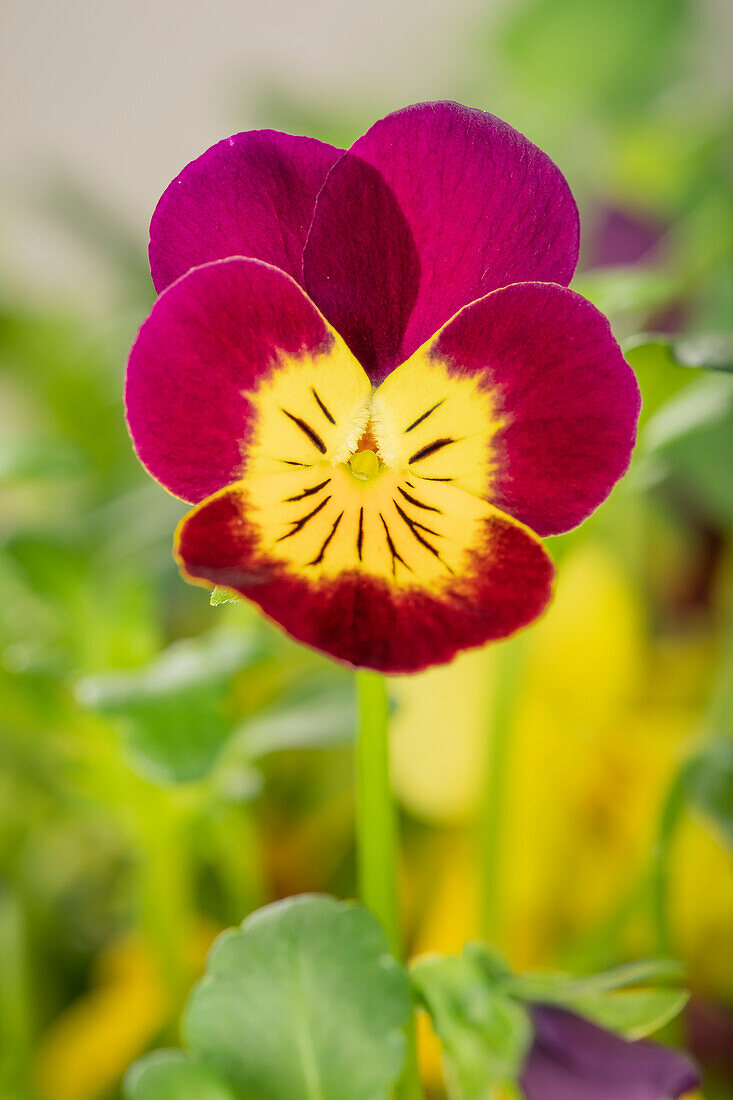 Viola cornuta, zweifarbig