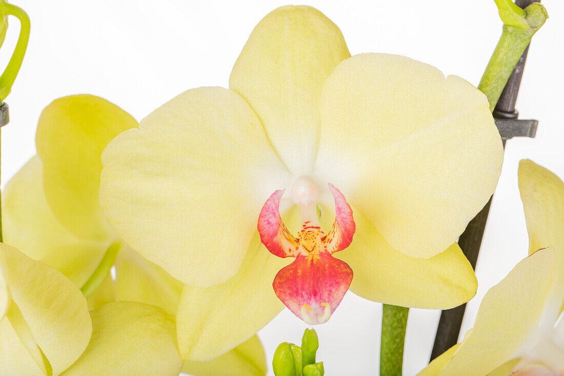 Phalaenopsis, yellow