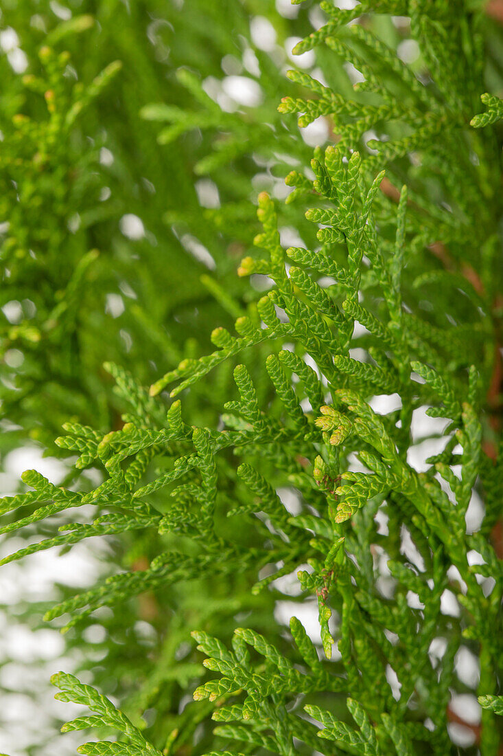 Thuja occidentalis 'Smaragd'