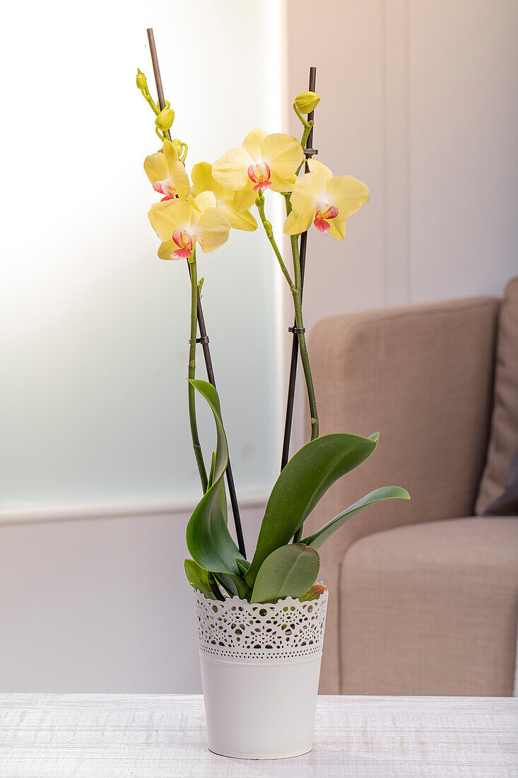 Phalaenopsis, yellow