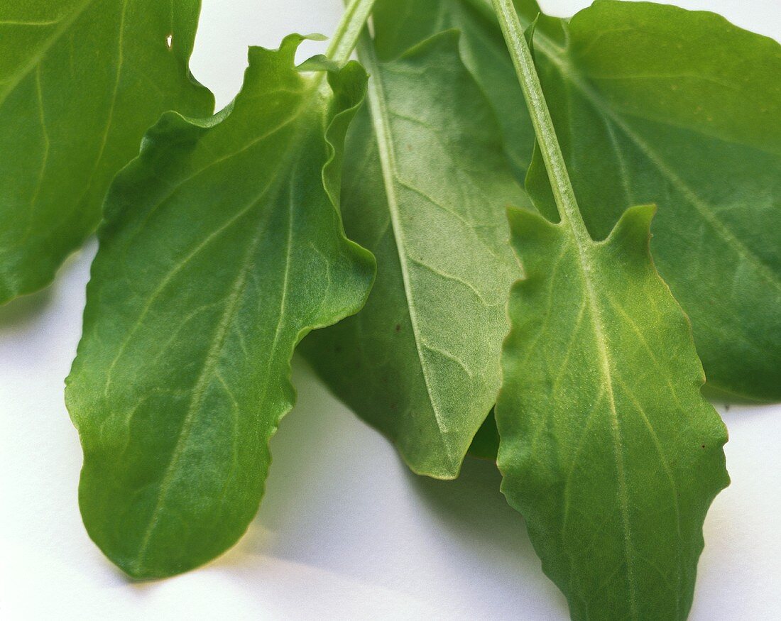 Sorrel leaves