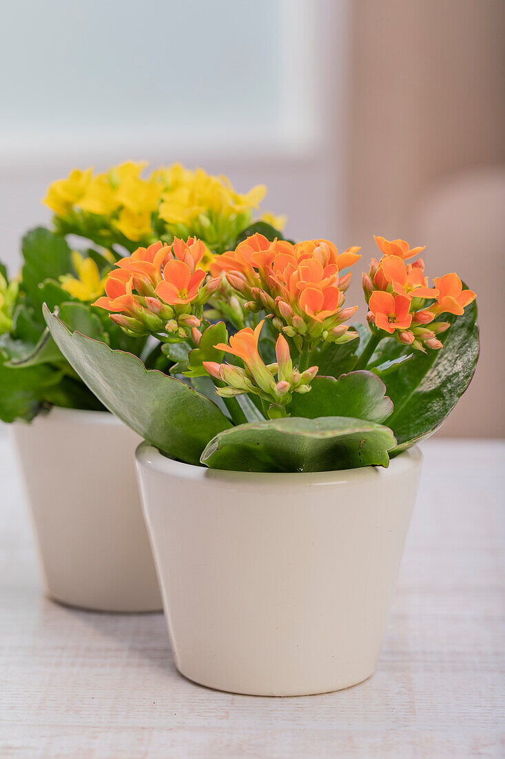 Kalanchoe blossfeldiana, orange