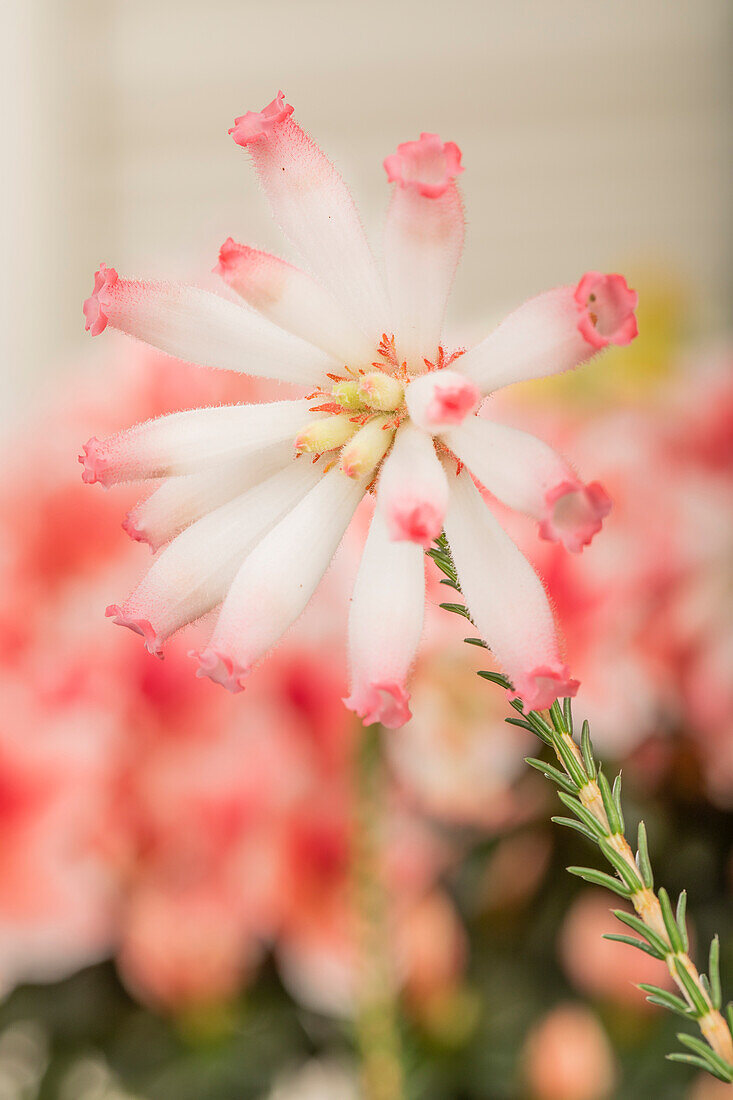 Erica cerinthoides