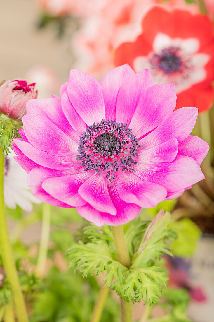 Anemone coronaria