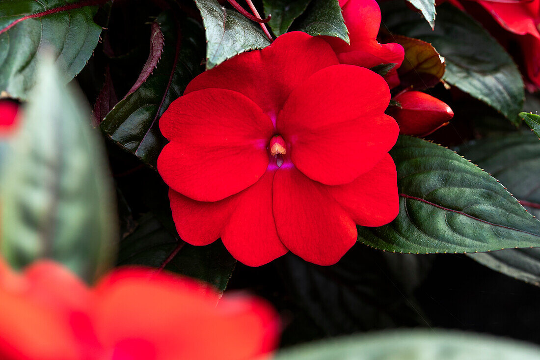 Impatiens neuguinea 'sel® ColorPower® Dark Red'