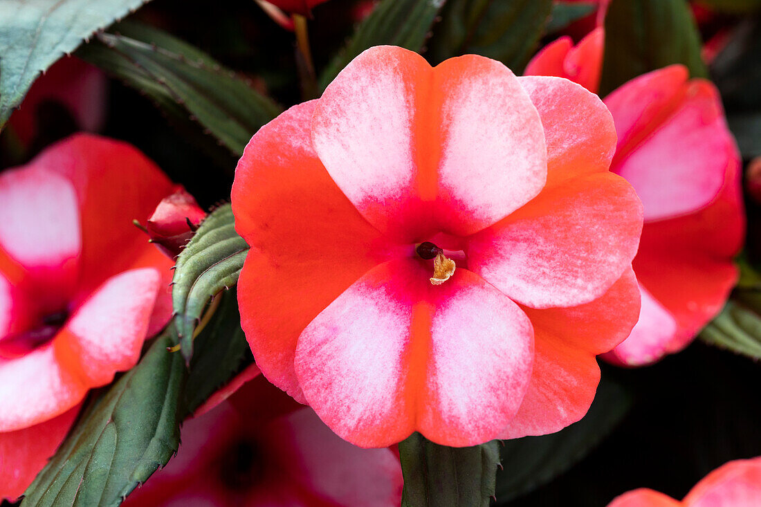 Impatiens neuguinea 'sel® ColorPower® Coral Flame'