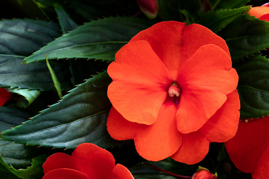 Impatiens neuguinea 'sel® ColorPower® Orange Red'