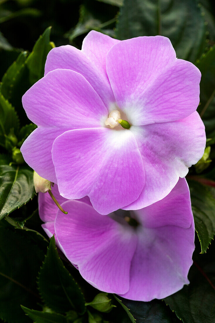 Impatiens new guinea 'sel® ColorPower® Lavender '17'