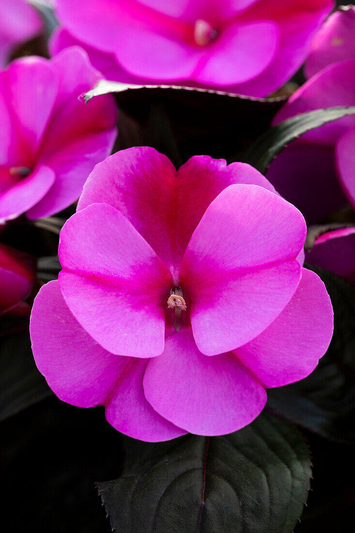 Impatiens new guinea 'sel® ColorPower® Orchid Flame
