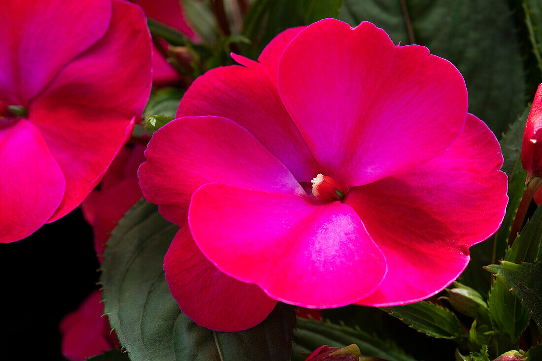 Impatiens neuguinea 'sel® ColorPower® Magenta Frost'