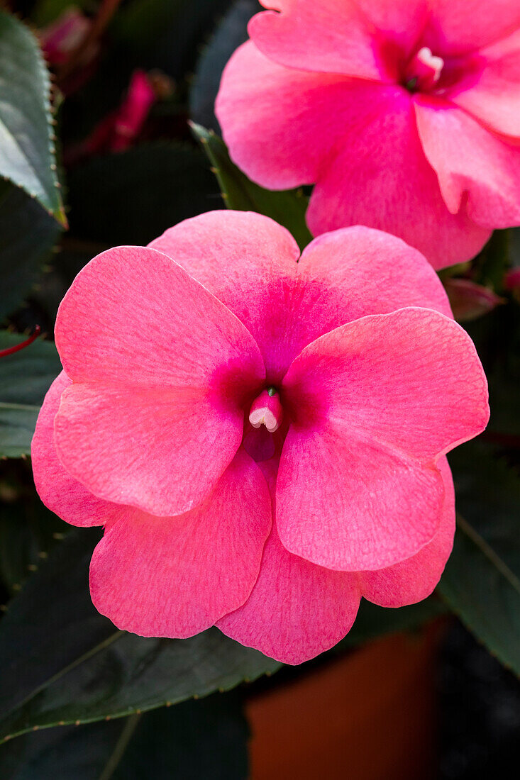 Impatiens new guinea 'sel® ColorPower® Salmon Pink