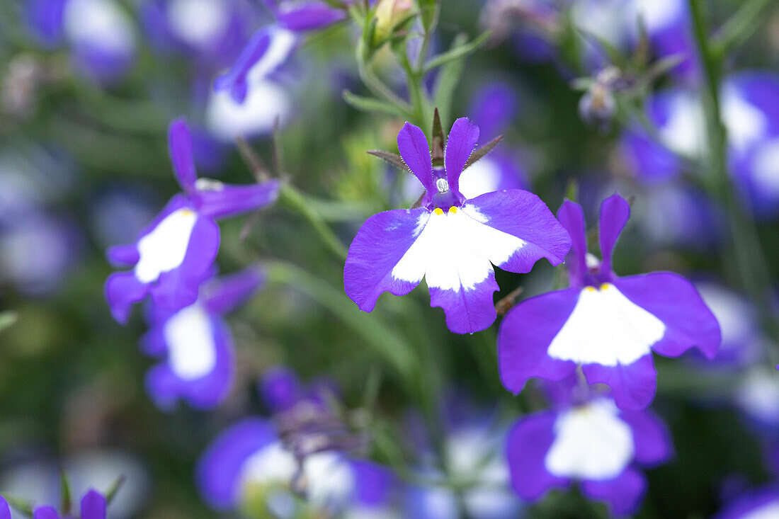 Lobelia erinus 'Anabel® Blue Hope'