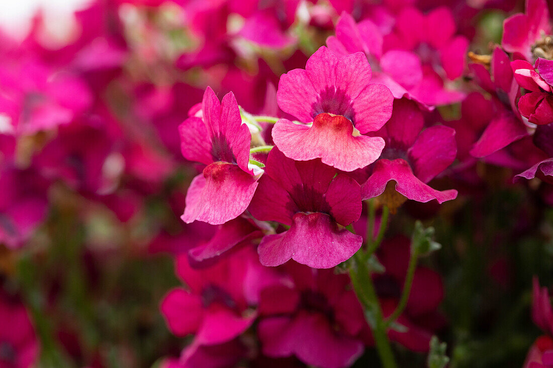 Nemesia fruticans 'Nesia™ Magenta'