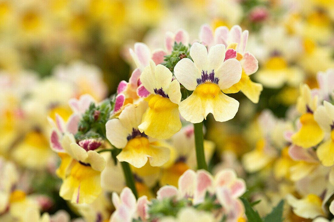 Nemesia fruticans 'Nesia Sunshine'