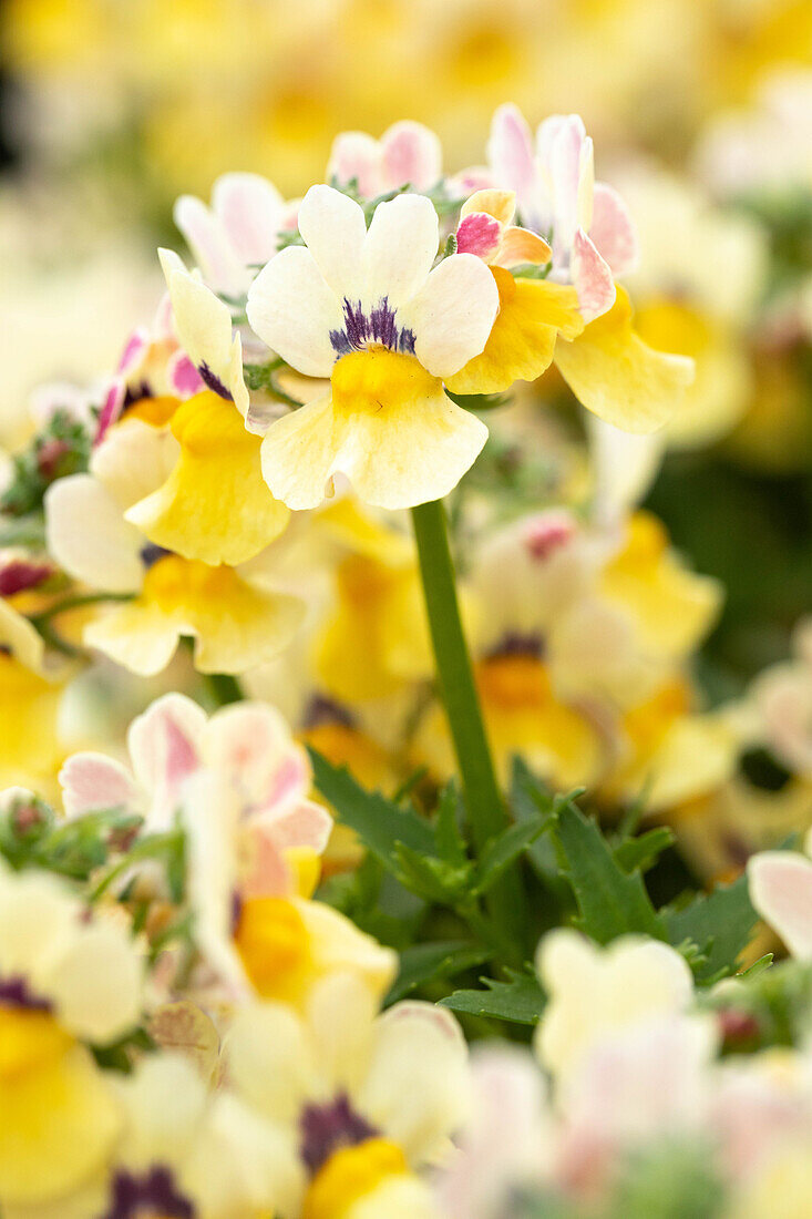 Nemesia fruticans 'Nesia Sunshine'