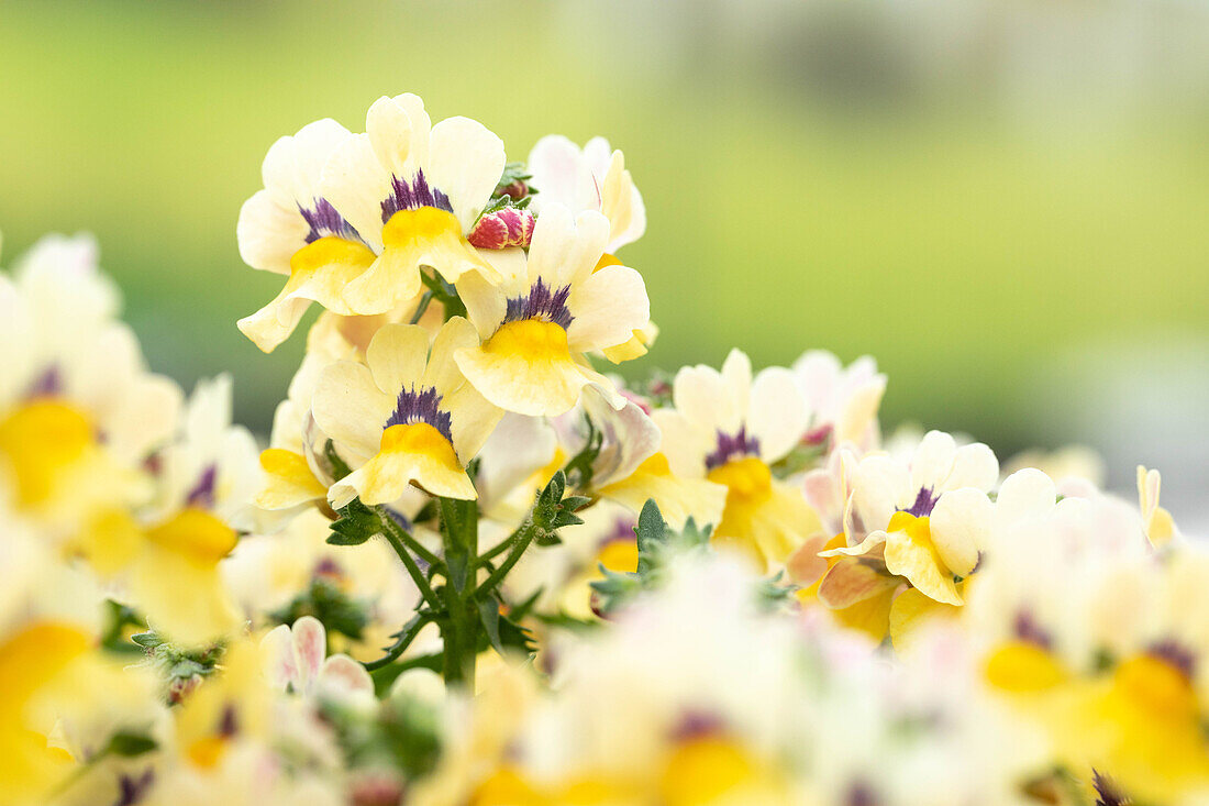 Nemesia fruticans 'Nesia Sunshine'