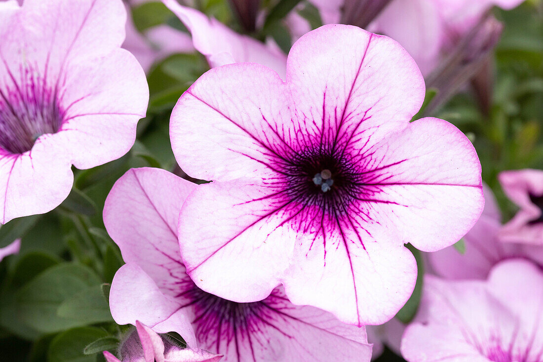 Petunia 'Capella Pink Lace'