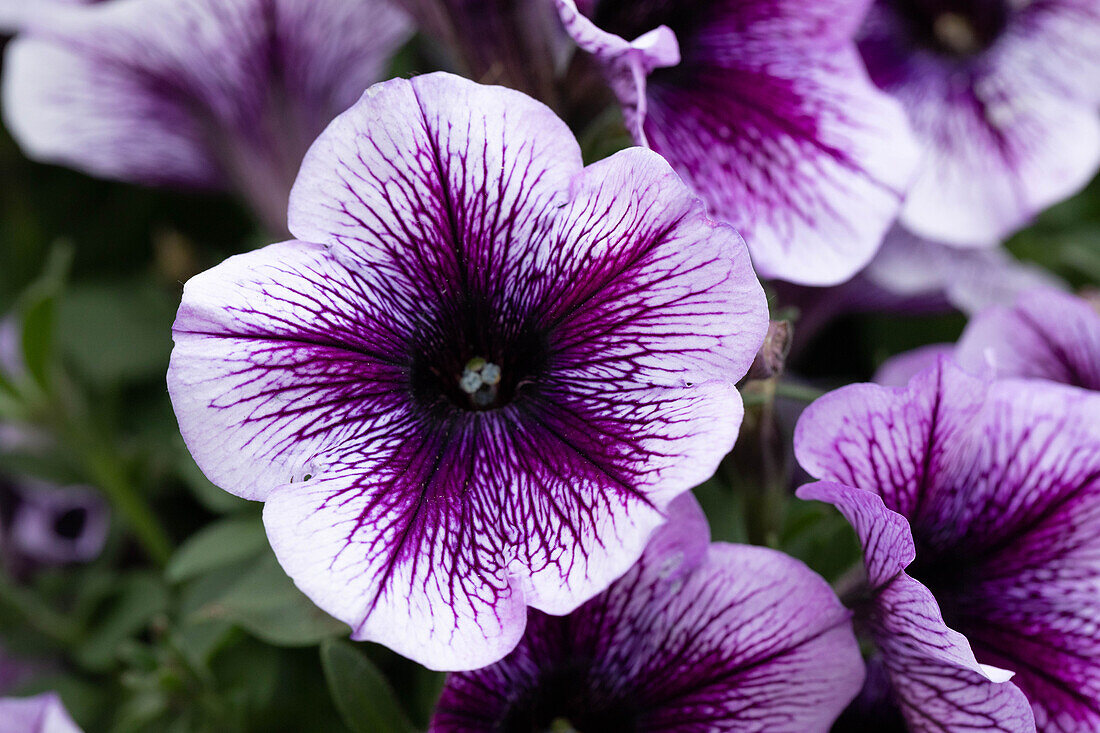 Petunia Petunia Petunia RAY 'Purple Vein'