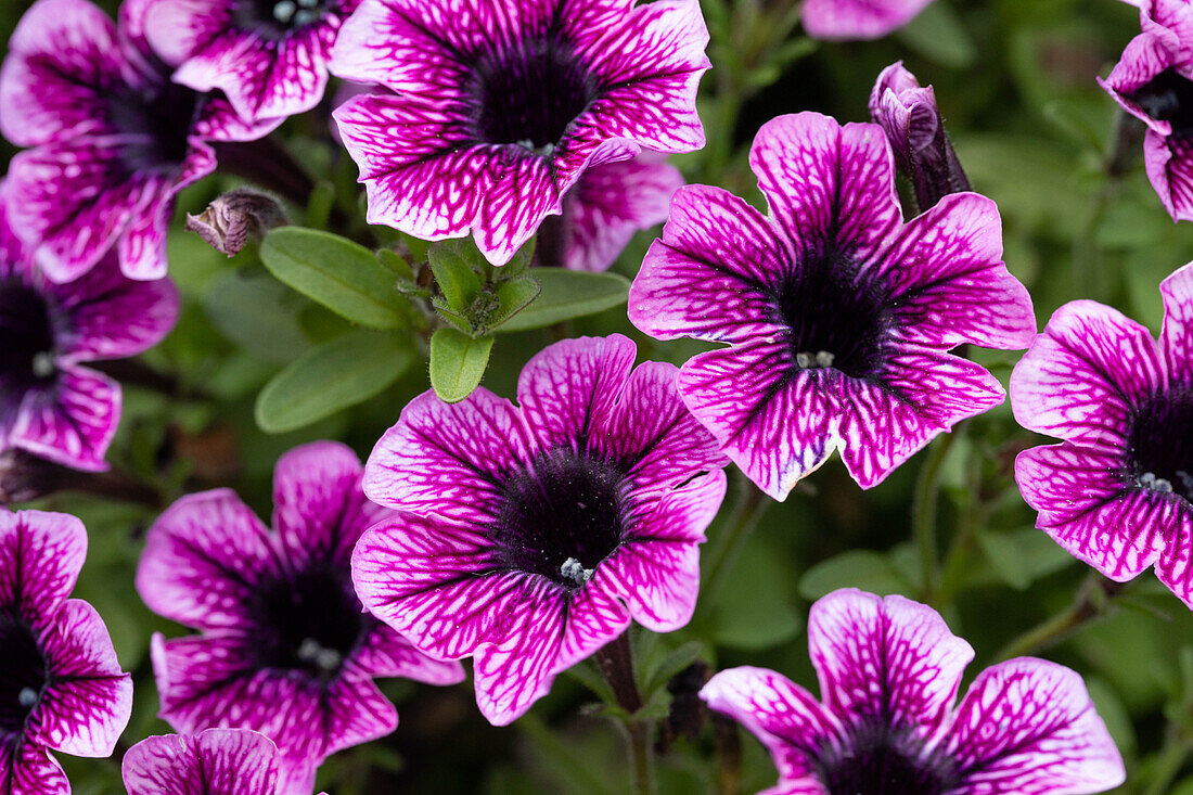 Petunia 'Littletunia™ Pink Vein'