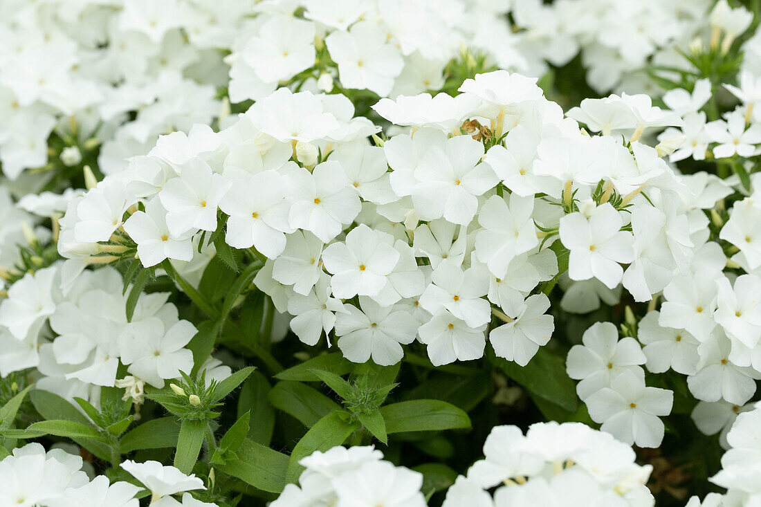 Phlox drummondii Phloxstar 'White'