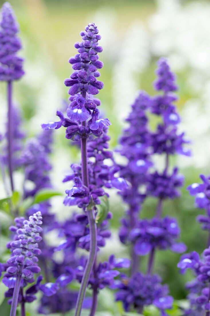 Salvia farinacea 'Sallyfun™ Deep Ocean'