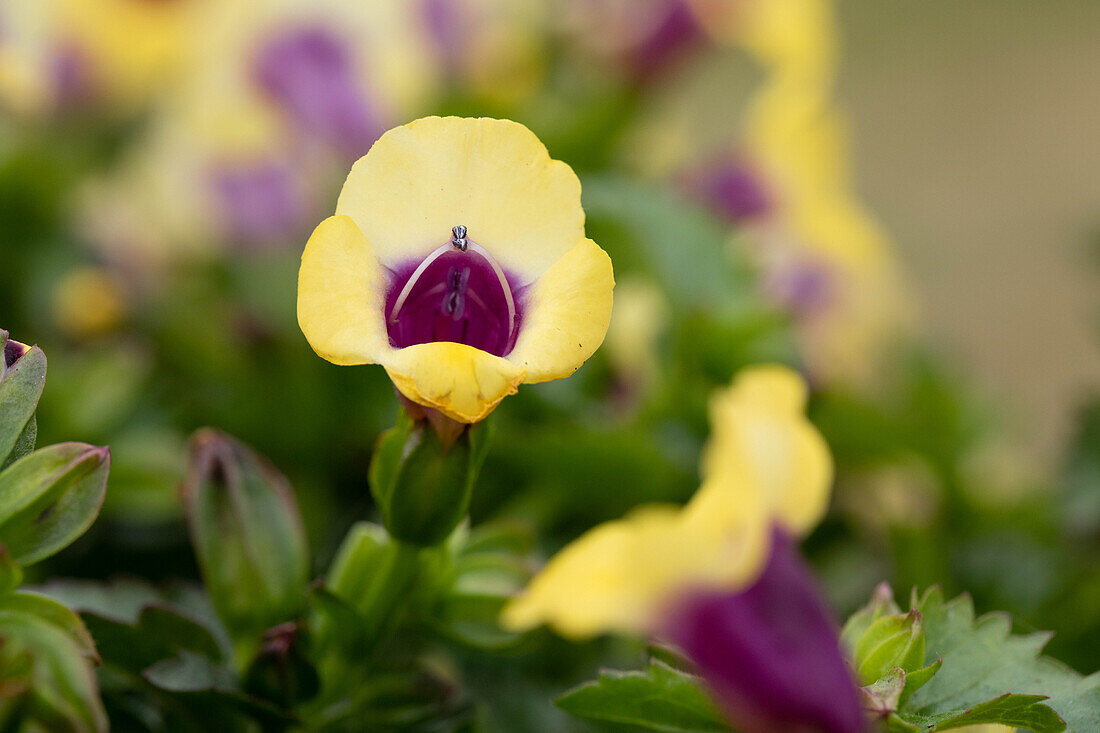 Torenia 'Yellow MOON™'